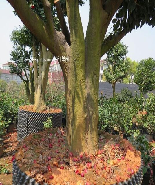 �Ї������r(n��ng)�I(y��)��(j��ng)��(j��)�о���2023����ߌW(xu��)�g(sh��)��ӑ���ڌ����y�����