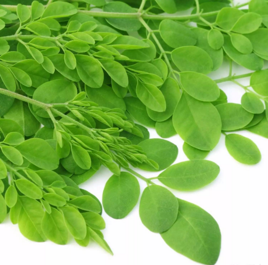 ��ľ�~��Ƭ�ǹ����ӹ�