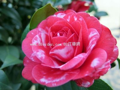 ���A������ɽ�軨���I(y��)������