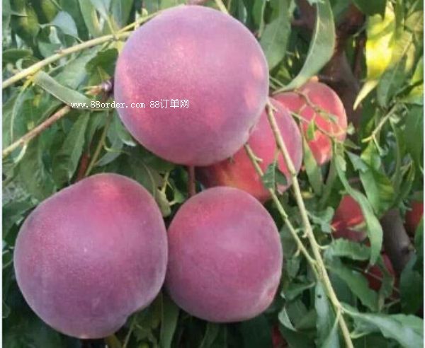 ��С�����ˮ����