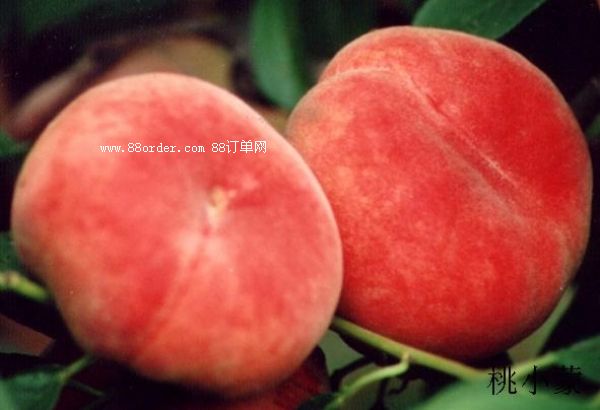 ��С�����ˮ����