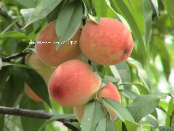 ��С�����ˮ����