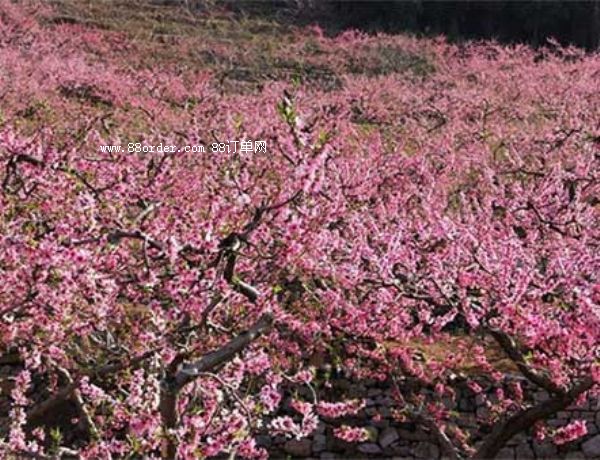 ����������㽭�д���_��С����������������ľGɫʳƷ