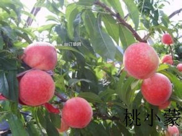 ������ҵăr����ô��_��С��������������ľGɫ�o��Ⱦˮ��