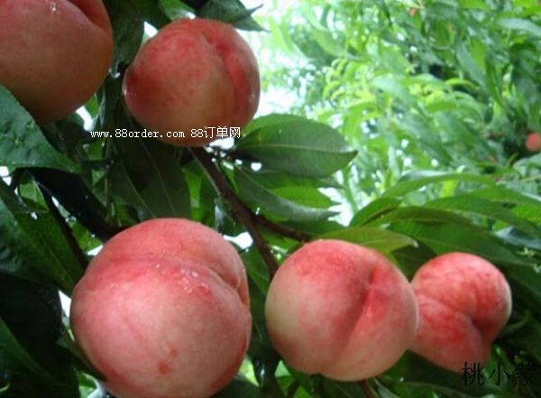 ���ˮ�������a(ch��n)�����Ԓ_�ϾW(w��ng)������С���������