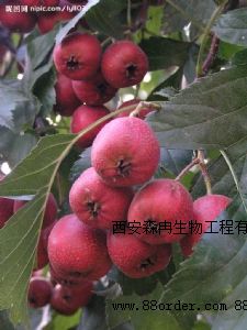 �W(w��ng)�j���Nɽ���ȡ��